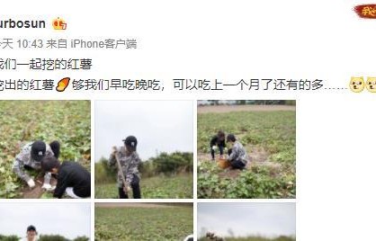 邓超孙俪一家四口下地挖红薯，孙俪手法专业，邓超像在录跑男