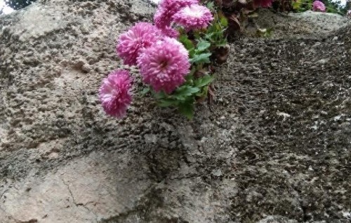 老了才明白，熬过人生风雨，石缝中也能开出最美的花