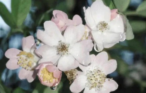 两性关系：如果你已经七十岁，请你看完此文，一定对你有所帮助