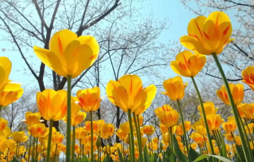 今日写下越来越好，往后余生一顺百顺、日子越过越红火