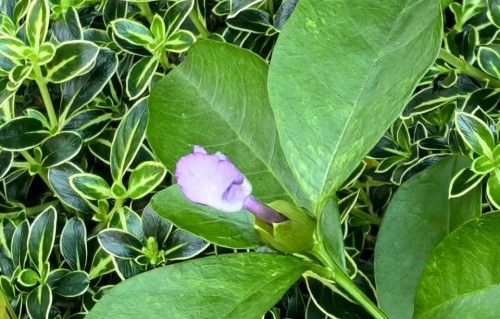 已婚女人允许被其他异性追求时，心里的想法多半是这3种，很真实